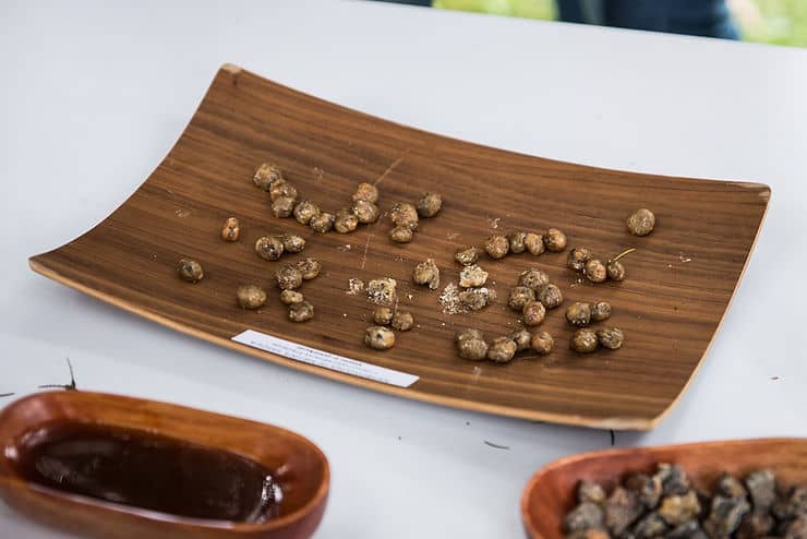 Iglasti gozd nudi tudi smolo, primerno za žvečenje