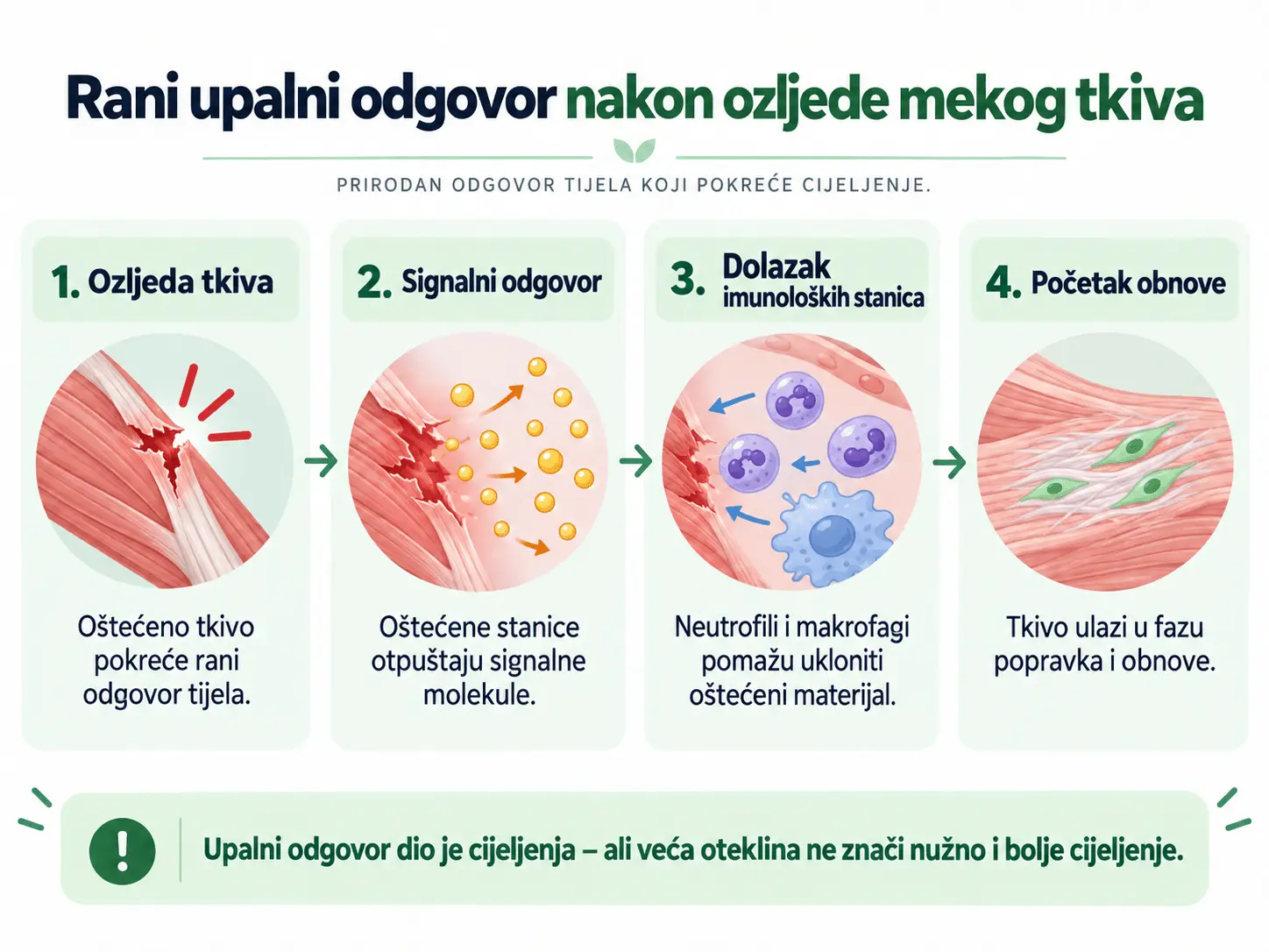 Tijek upalnog odgovora nakon ozljede – od oštećenja tkiva do početka obnove