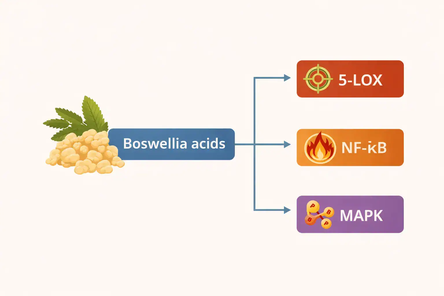 Diagram of the signaling pathway action of boswellic acids