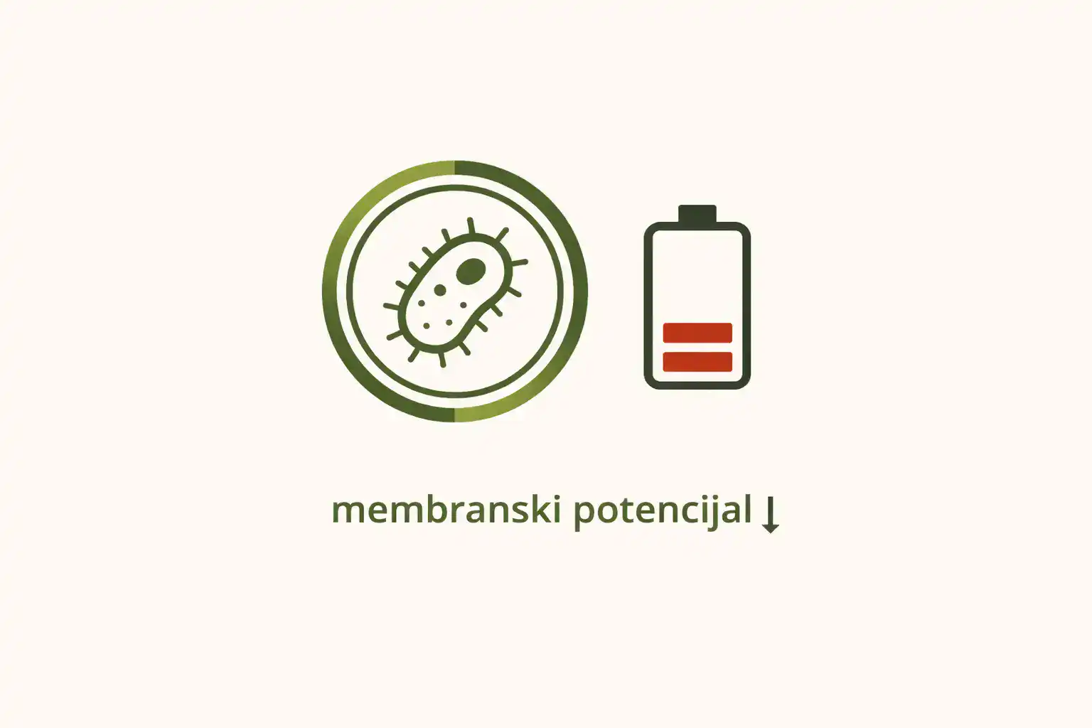 Minimalistična ikona bakterije s označenom membranom i simbolom baterije koji pada na nisku razinu.