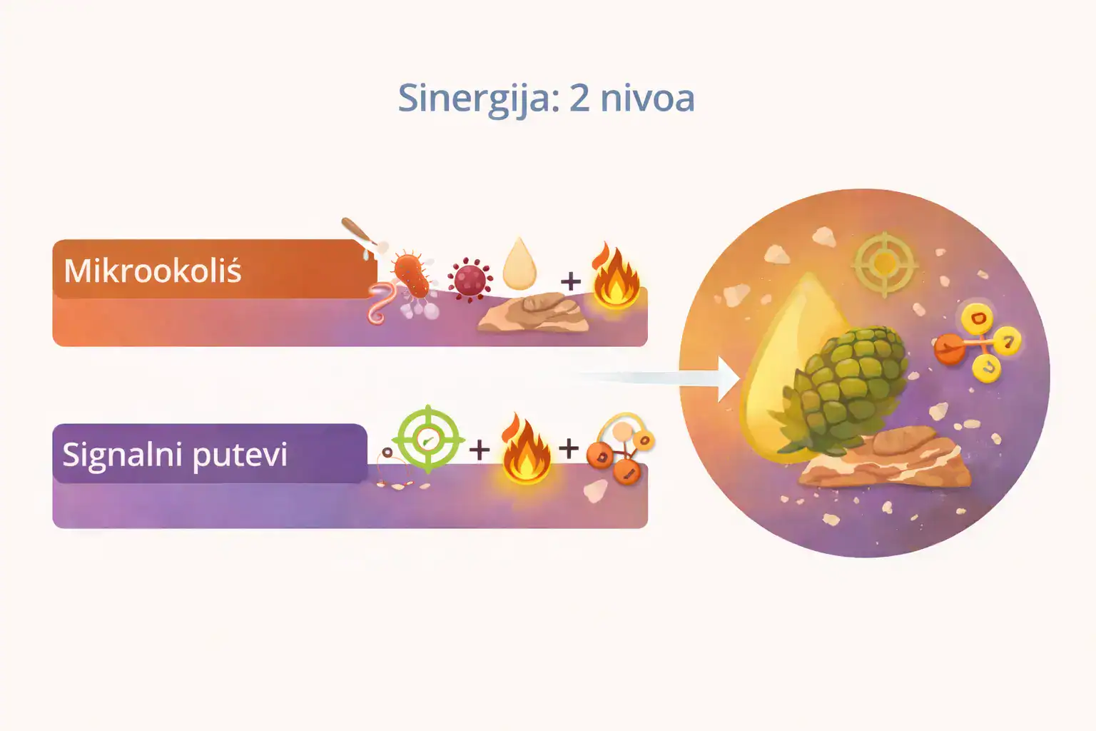 Shema sinergijskog djelovanja smole bosvelije i smole smreke