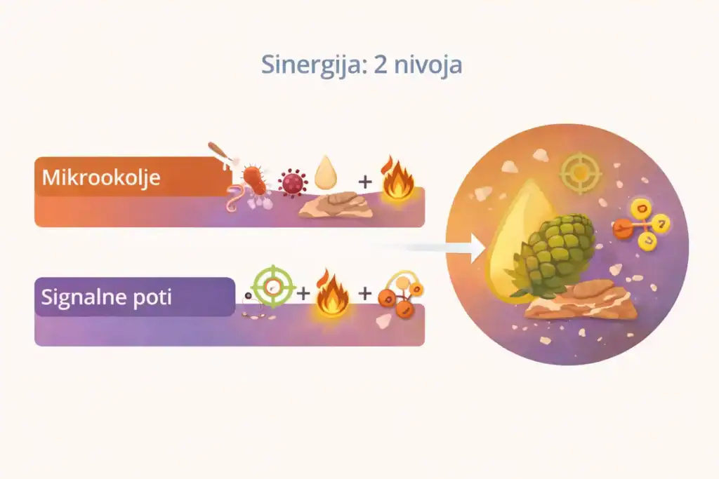 Shema sinergičnega delovanja smole bosvelije in smrekove smole