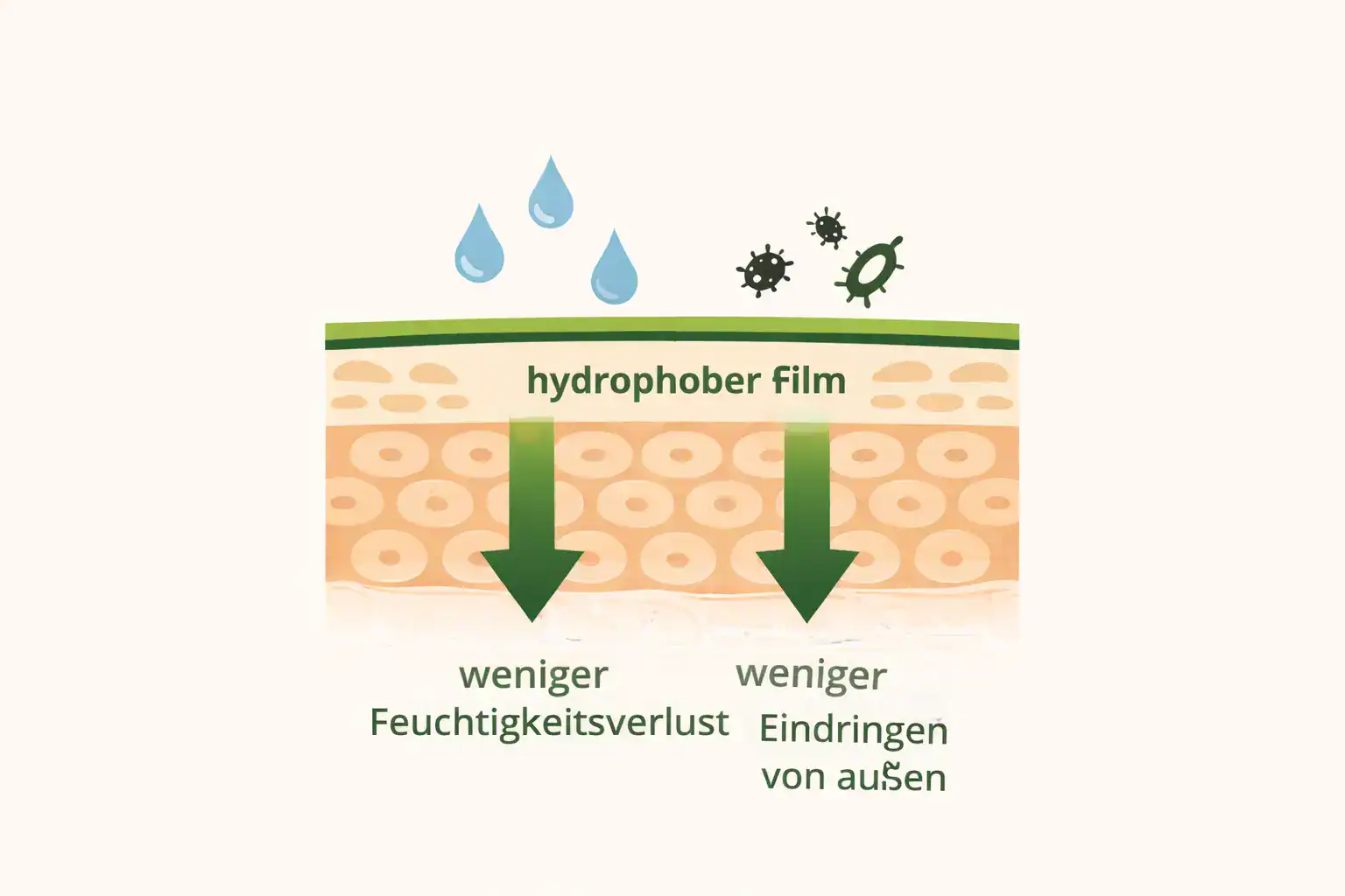 Schema der Haut mit einer dünnen, schützenden hydrophoben Harzschicht auf der Oberfläche.