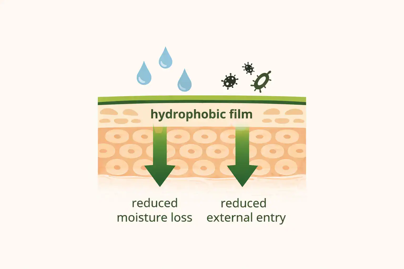 Diagram of skin with a thin protective hydrophobic resin layer on the surface.