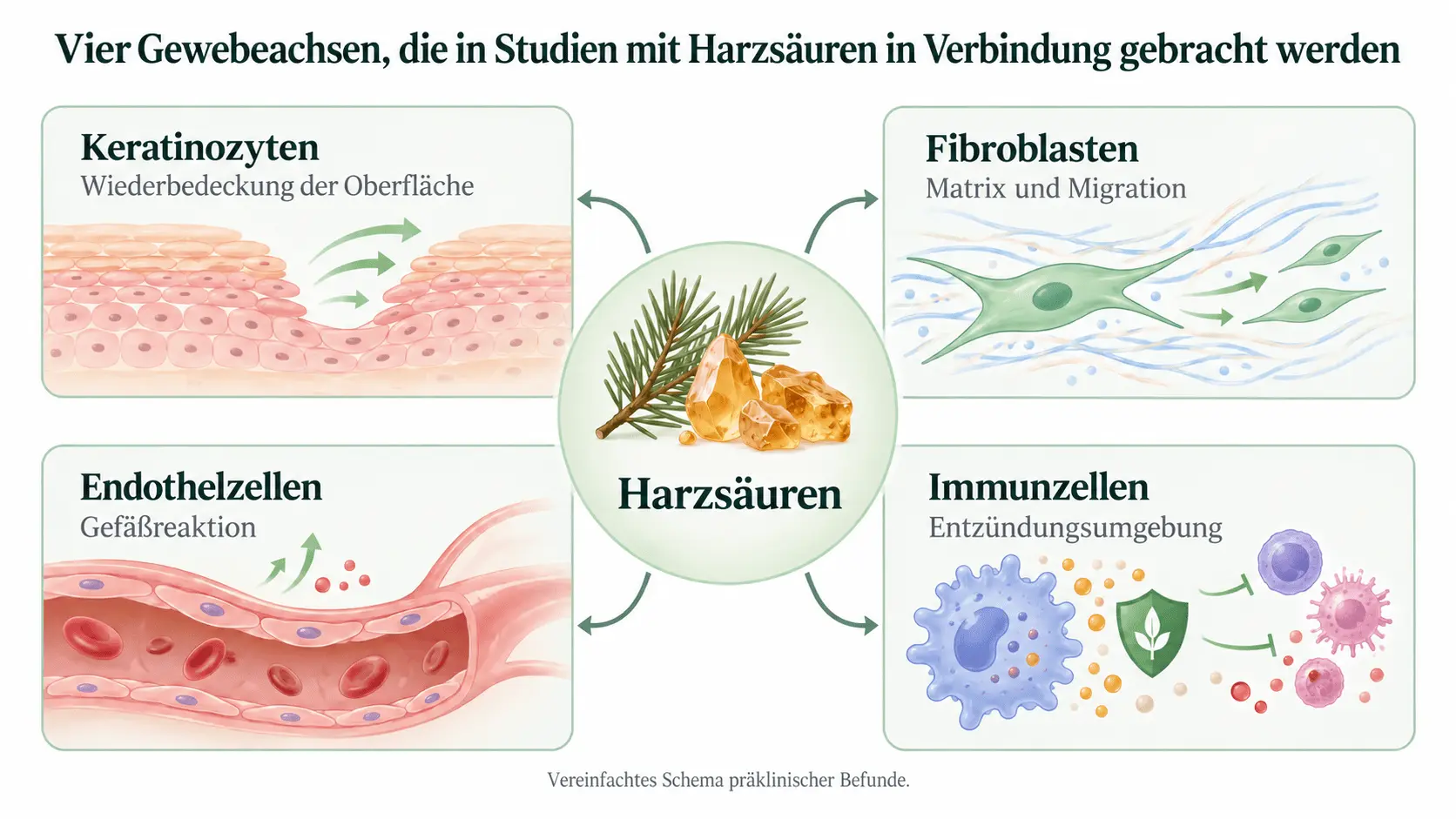 Vier Gewebeachsen, die in Studien mit Harzsäuren in Verbindung gebracht werden: Keratinozyten, Fibroblasten, Endothel- und Immunzellen.