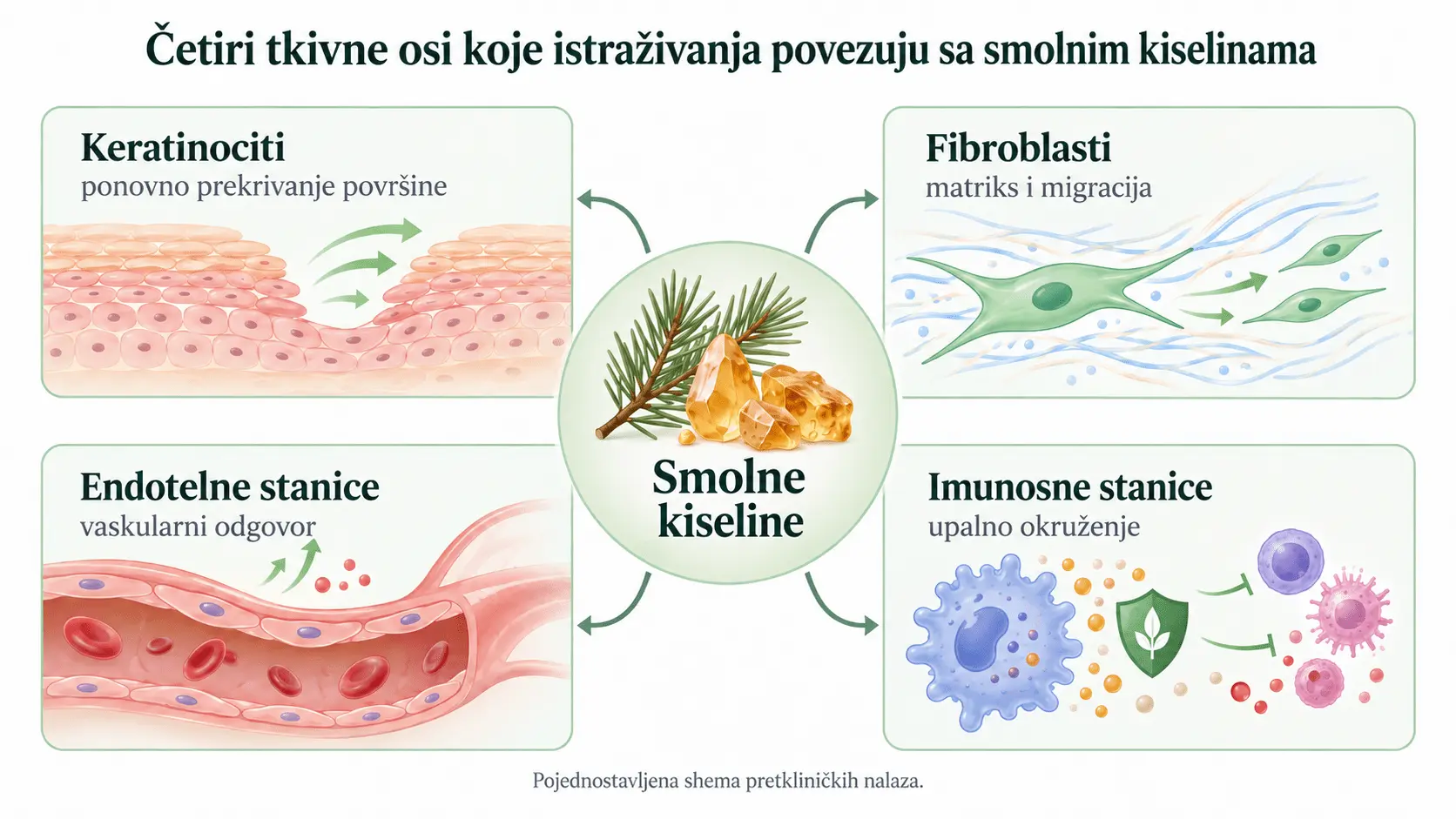 Četiri tkivne osi povezane s istraživanjima smolnih kiselina: keratinociti, fibroblasti, endotelne i imunosne stanice.