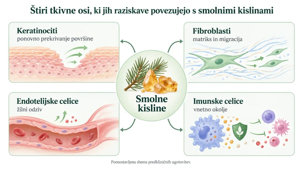 Štiri tkivne osi, povezane z raziskavami smolnih kislin: keratinociti, fibroblasti, endotelijske in imunske celice.